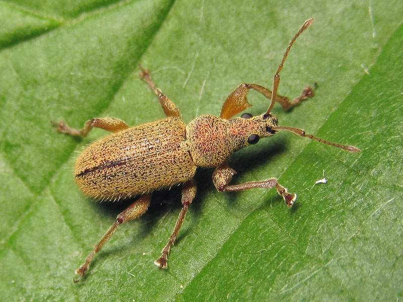 Curculionidae: Polydrusus (?) due